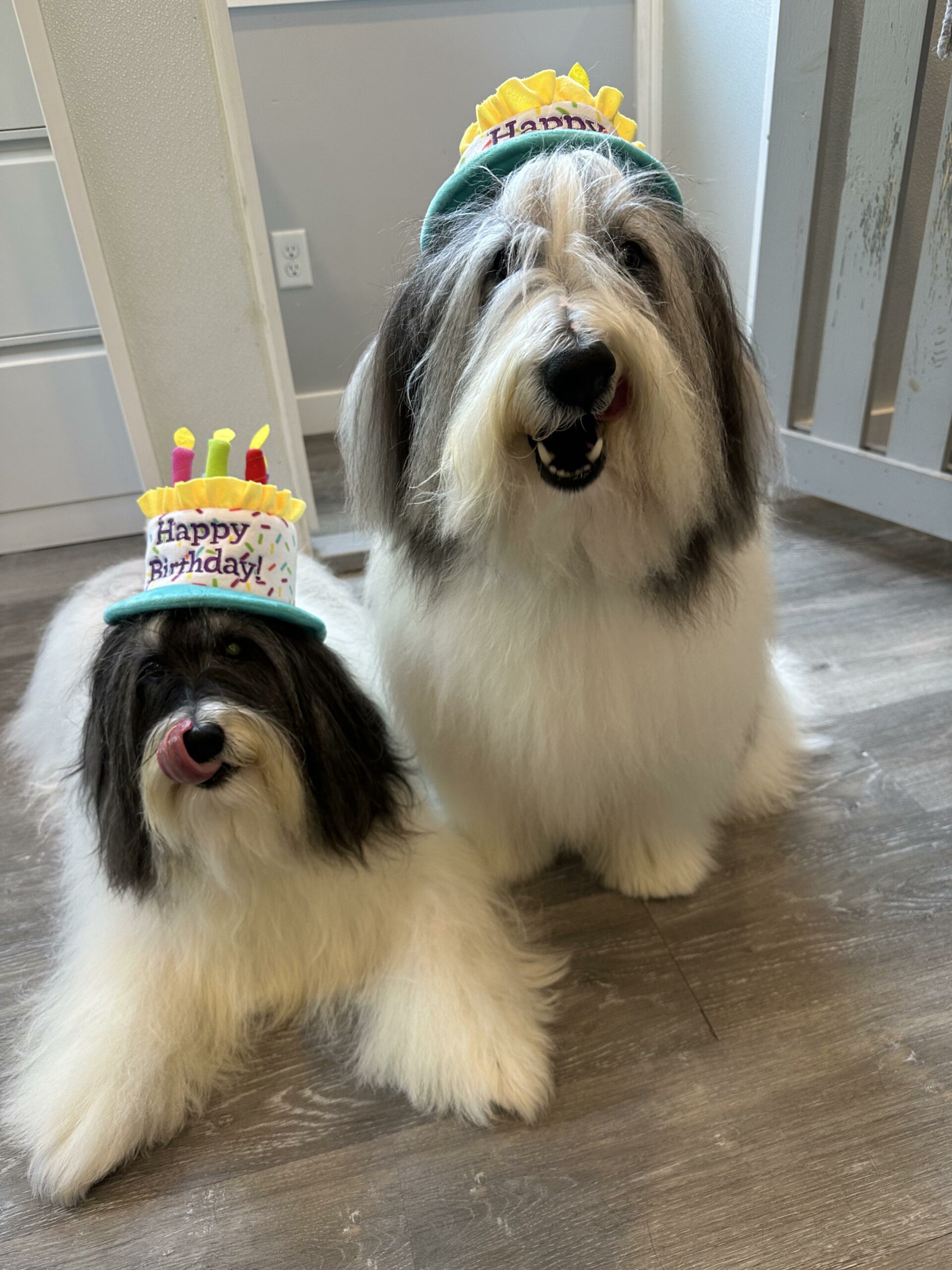 dog wearing birthday hats