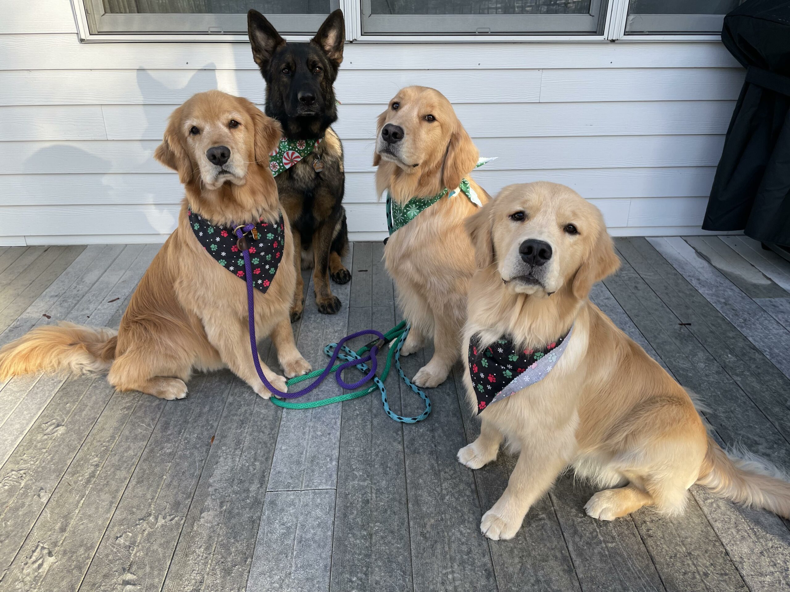 4 dogs after grooming