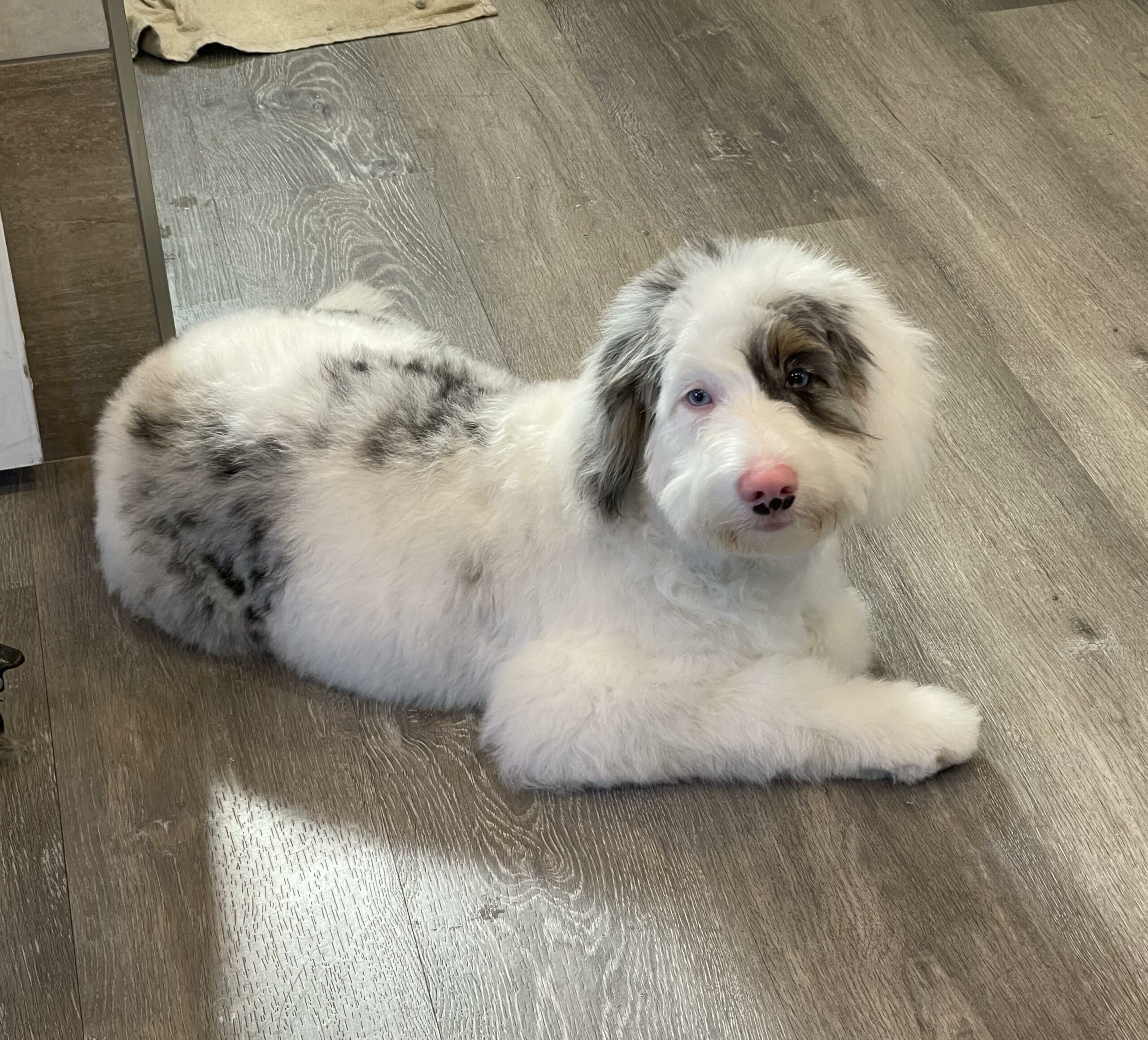 cute dog after grooming